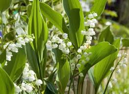 Jardinage Avec La Lune Calendrier De Mai 2020 Calendrier Jardinage Jardinage Projets De Jardins