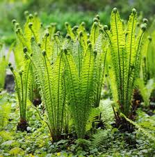 Fiddlehead Fern Plants Ferns Garden Outdoor Plants
