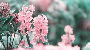Hyacinth bulbs are simple to cultivate, they make a gorgeous house plant for christmas, but can also produce. Hyacinth One Of The Loveliest Scent Producers In Spring Cgtn