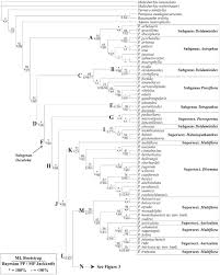 Image result for Basananthe apetala