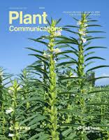 Image result for Sesamum calycinum