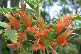 Image result for Aeollanthus ukamensis