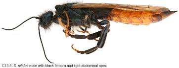 Image result for Pycreus nitidus