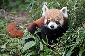 Here is list of pet animals name in hindi for kids. Red Panda Winter Festival Sikkim