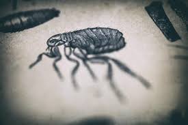Maybe you would like to learn more about one of these? Bubonic Plague Third Case Reported In China