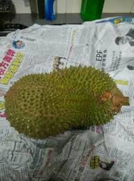 Kelezatan rasa durian musang king tentunya tak terkalahkan dengan jenis durian lainnya. Daya Tarik Wisata Di Malaysia Durian Raja Musang Yang Harganya Rm100 Per Kg Pada Puncaknya Steemit