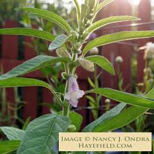 Image result for Sesamum angolense