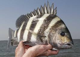 Sheepshead recipes guaranteed to make you want to go sheepshead fishing every year i can not wait until winter arrives. Now Is The Time To Round Up Sheepshead