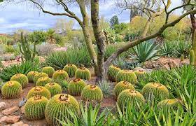 With age, golden barrel cactus produces offsets to form clumps that can reach 6ft. Echinocactus Grusonii Golden Barrel Cactus