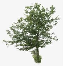 Maybe you would like to learn more about one of these? Cut Out Trees Png Images Free Transparent Cut Out Trees Download Kindpng