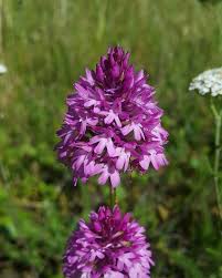 Surprise Immense Un Orchys Chez Moi A Caluire Au Bord D Une Grosse Route Tres Frequentee Et Au Pied D Un Ensemble D Im Instagram Pictures Instagram Plants