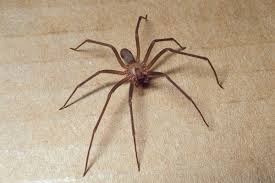 Because of the seriousness of a brown recluse bite, the best solution to a household infestation of. Along Came A Spider Straight Talk On Brown Recluse Coxhealth