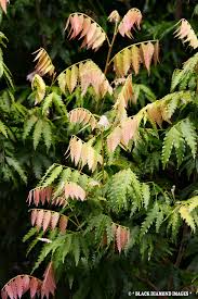 Image result for Stemodia serrata