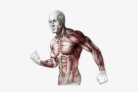 Now i don't want to overwhelm you with all the anatomical details of the entire figure, so in this video, we are just going to focus on drawing the arm. Png Freeuse Library Structure Drawing Human Body Body Anatomy Drawing Proko Free Transparent Png Download Pngkey