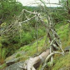 Image result for Fockea multiflora