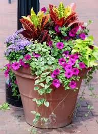 04d79b81f678b9275ed79e6515bae4bd Jpg 330 450 Pixels Container Flowers Container Gardening Flower Pots