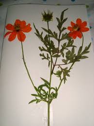 One of the easiest cards to make is one with pressed flowers. How To Make A Pressed Flower Card Kids Crafts Activities Kids Crafts Activities