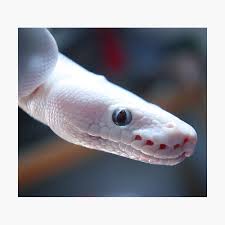 Mais ses parents n & rsquo; Poster Origami Le Serpent Blanc Par Dragongirl222 Redbubble