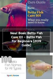 Basic Betta Fish Care 101 Is An Easy To Follow Guide About Betta Fish For B En 2020