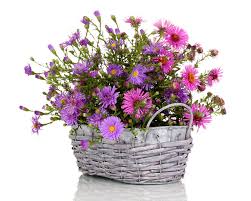 Bilder Von Astern Blumen Weidenkorb Weisser Hintergrund Korb Mit Blumen