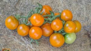 Image result for tomato Datterino