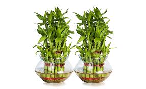 The rest of the stems are at risk. How To Easily Grow Lucky Bamboo Plants At Home