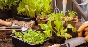 Jangan putus asa terlebih dulu, ternyata anda bisa memanfaatkan halaman rumah yang sempit untuk berkebun. Berkebun Sayur Di Rumah Encikshino Com