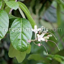 Image result for Capparis citrifolia