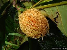 Selain bisa untuk dikonsumsi oleh keluarga secara pribadi. 8 Jenis Flora Di Malaysia Ada Yang Terancam Punah Ilmugeografi Com