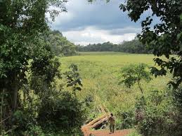 Image result for Crepidorhopalon whytei