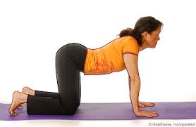 Yoga Cat Cow Pose