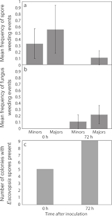 Burun, göz ve beyni etkileyen kara mantar hastalığının ölümcül olma riski de bulunuyor. A Visual Guide For Studying Behavioral Defenses To Pathogen Attacks In Leaf Cutting Ants Protocol Translated To Turkish