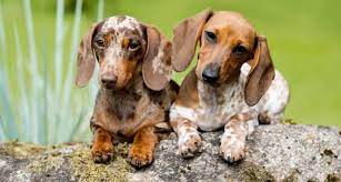 Dachshund Growth Chart When Do Dachshunds Stop Growing