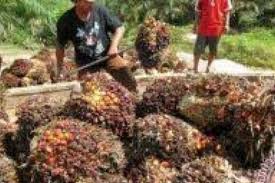Pertama, kami menghitung produktivitas kelapa sawit saat ini dan membandingkannya dengan proyeksi produktivitas masa depan, untuk 2.1 kelapa sawit di berau: Berikut Faktor Internal Dan Eksternal Penyebab Turunnya Harga Sawit Riau Pekan Ini Antara News Riau
