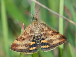 Image result for Pyrausta cingulata