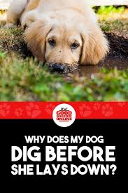 Pin On Training Your Dog
