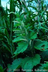 Image result for Hemarthria natans