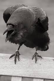 Pin By Dogan Guner On Corbeaux Crows Ravens Raven And Wolf Black Bird Crows Ravens