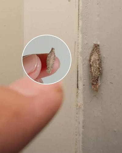 Always check the walls of your house regularly for these insects... Check