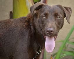 Check spelling or type a new query. Westside German Shepherd Rescue Of Los Angeles