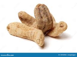 Image result for Gastrodia