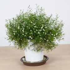 Essex plant stand trays, set of 3. Plant Saucer 10 Inch Heavy Large Planter Durable Thicker Plastic Plant Trays For Indoors And Outdoor Plant Saucer Drip Trays Brown 10 3 Pack Buy Online At Best Price In Uae Amazon Ae