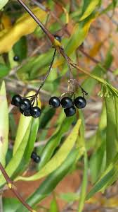 Image result for Coptosperma