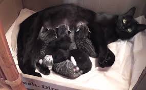 Sweetest Conversation Between Mama Cat And Her Babies Mama Cat Kittens Cats