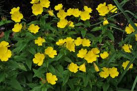 Image result for Nectaropetalum