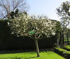 My Lovely Victoria Plum Tree With Spring Blossom Garden Design Victoria Plum Spring Blossom