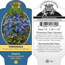 Image result for Anchusa capensis