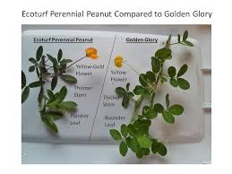 Check spelling or type a new query. Tampa Perennial Peanut Sod Grass Tampa Sod Farm