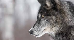 Spanish nouns have a gender, which is either feminine (like la mujer or la luna) or masculine (like el hombre or el sol). Wolf Names Over 300 Wild Name Ideas For Your Dog