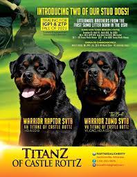 Our Two Stud Dogs Stud Dog Rottweiler Breed Rottweiler